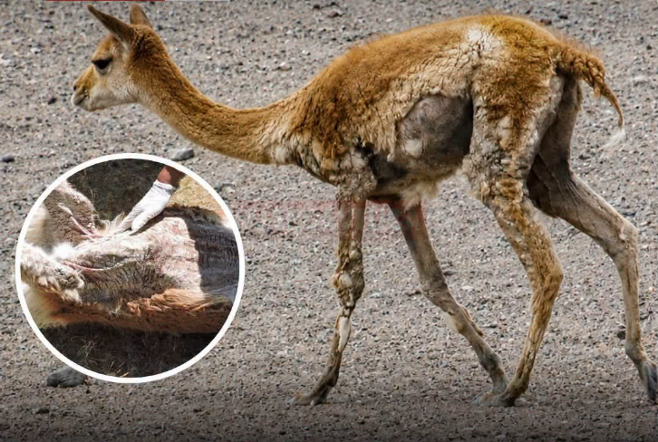 ALERTA EN HUANCAVELICA: SARNA AFECTA A VICUÑAS Y COMUNIDADES PIDEN INTERVENCIÓN URGENTE DE AUTORIDADES